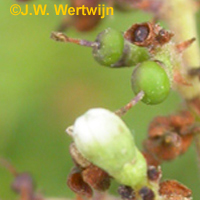 Ligustergalmug (Placochela ligustri)